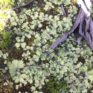 Marchantia berteroana at Cotter River, ACT - 6 Mar 2021