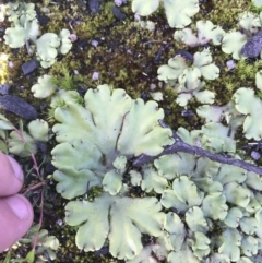 Marchantia berteroana at Cotter River, ACT - 6 Mar 2021