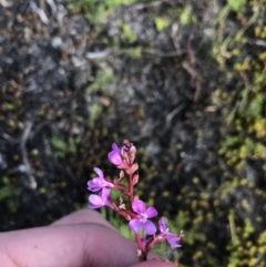 Stylidium montanum (alpine triggerplant) at Bimberi, NSW - 6 Mar 2021 by Tapirlord