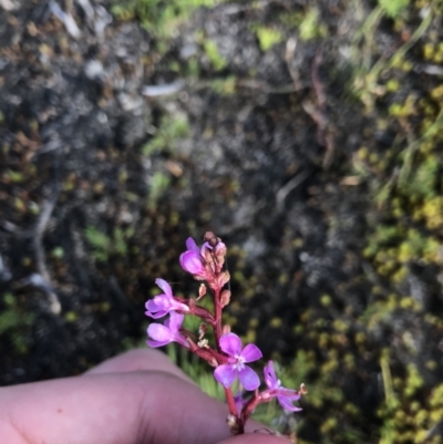 Stylidium montanum (alpine triggerplant) at Bimberi, NSW - 6 Mar 2021 by Tapirlord