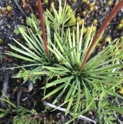 Stylidium montanum at Bimberi, NSW - 6 Mar 2021