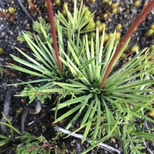 Stylidium montanum at Bimberi, NSW - 6 Mar 2021