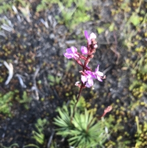 Stylidium montanum at Bimberi, NSW - 6 Mar 2021