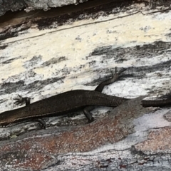 Pseudemoia entrecasteauxii (Woodland Tussock-skink) at Bimberi, NSW - 6 Mar 2021 by Tapirlord