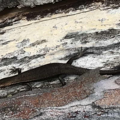 Pseudemoia entrecasteauxii (Woodland Tussock-skink) at Namadgi National Park - 6 Mar 2021 by Tapirlord