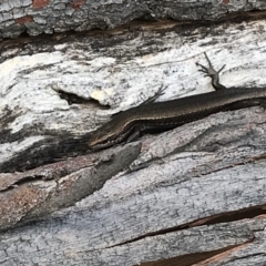 Pseudemoia entrecasteauxii at Bimberi, NSW - 6 Mar 2021 05:02 PM