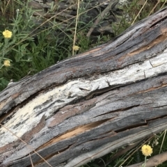 Pseudemoia entrecasteauxii at Bimberi, NSW - 6 Mar 2021