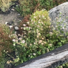 Pelargonium australe (Austral Stork's-bill) at Bimberi, NSW - 6 Mar 2021 by Tapirlord