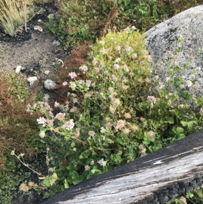 Pelargonium australe (Austral Stork's-bill) at Namadgi National Park - 6 Mar 2021 by Tapirlord