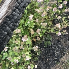 Pelargonium australe at Bimberi, NSW - 6 Mar 2021 05:25 PM