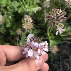 Pelargonium australe at Bimberi, NSW - 6 Mar 2021 05:25 PM