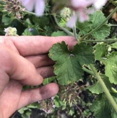 Pelargonium australe at Bimberi, NSW - 6 Mar 2021 05:25 PM