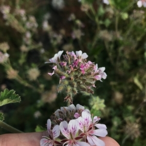 Pelargonium australe at Bimberi, NSW - 6 Mar 2021 05:25 PM