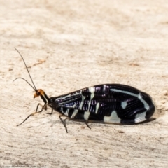 Porismus strigatus (Pied Lacewing) at Molonglo River Reserve - 11 Mar 2021 by Roger