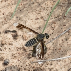 Comptosia sp. (genus) (Unidentified Comptosia bee fly) at Holt, ACT - 11 Mar 2021 by Roger