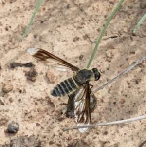 Comptosia sp. (genus) at Kama - 11 Mar 2021