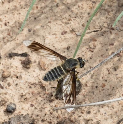 Comptosia sp. (genus) (Unidentified Comptosia bee fly) at Holt, ACT - 11 Mar 2021 by Roger