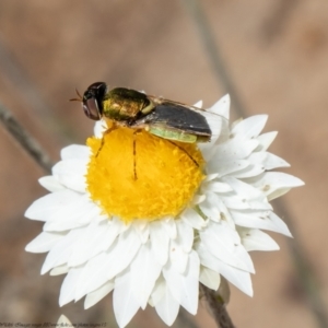 Odontomyia decipiens at Molonglo River Reserve - 11 Mar 2021 12:45 PM