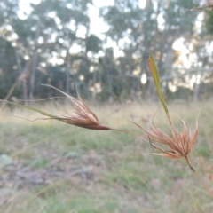 Themeda triandra (Kangaroo Grass) at Brindabella, NSW - 1 Mar 2021 by MichaelBedingfield