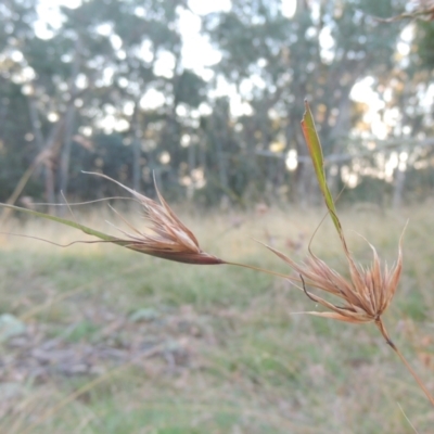 Themeda triandra (Kangaroo Grass) at Brindabella, NSW - 1 Mar 2021 by MichaelBedingfield