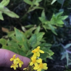 Senecio linearifolius var. latifolius at Bimberi, NSW - 6 Mar 2021