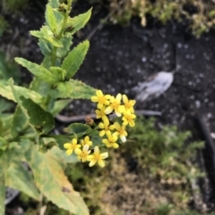 Senecio linearifolius var. latifolius at Bimberi, NSW - 6 Mar 2021