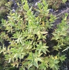 Senecio linearifolius var. latifolius at Bimberi, NSW - 6 Mar 2021