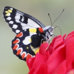 Delias aganippe (Spotted Jezebel) at Michelago, NSW - 8 Mar 2021 by Illilanga