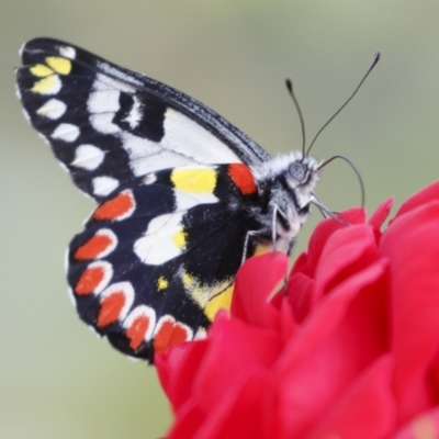 Delias aganippe (Spotted Jezebel) at Michelago, NSW - 7 Mar 2021 by Illilanga