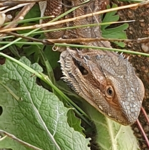 Pogona barbata at Kambah, ACT - 11 Mar 2021