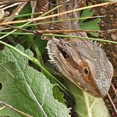 Pogona barbata (Eastern Bearded Dragon) at Urambi Hills - 10 Mar 2021 by ChrisHolder