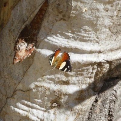 Vanessa itea (Yellow Admiral) at Illilanga & Baroona - 30 Jan 2021 by Illilanga