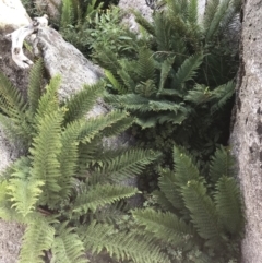 Polystichum proliferum (Mother shield fern) at Bimberi, NSW - 6 Mar 2021 by Tapirlord