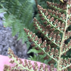 Polystichum proliferum at Bimberi, NSW - 6 Mar 2021 05:36 PM