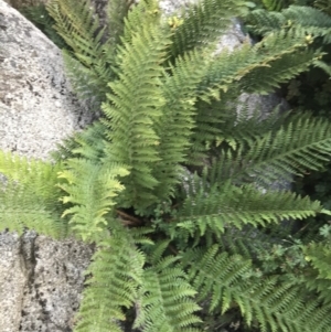 Polystichum proliferum at Bimberi, NSW - 6 Mar 2021 05:36 PM