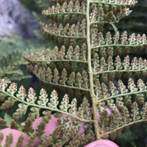 Polystichum proliferum at Bimberi, NSW - 6 Mar 2021 05:36 PM