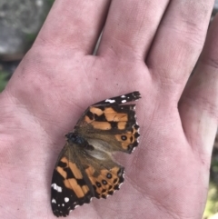 Vanessa kershawi (Australian Painted Lady) at Bimberi, NSW - 6 Mar 2021 by Tapirlord