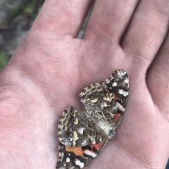 Vanessa kershawi at Bimberi, NSW - 6 Mar 2021 05:54 PM