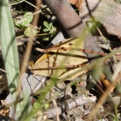 Heteronympha merope (Common Brown Butterfly) at Illilanga & Baroona - 30 Nov 2020 by Illilanga