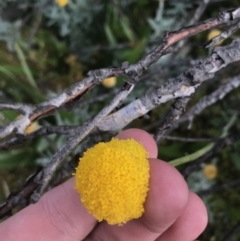 Craspedia sp. (Billy Buttons) at Namadgi National Park - 6 Mar 2021 by Tapirlord