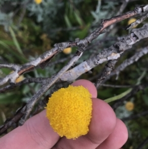 Craspedia sp. at Cotter River, ACT - suppressed