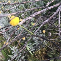 Craspedia sp. at Cotter River, ACT - suppressed