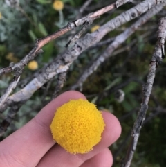 Craspedia sp. at Cotter River, ACT - suppressed