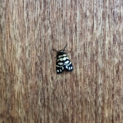 Asura lydia (Lydia Lichen Moth) at Aranda, ACT - 10 Mar 2021 by KMcCue