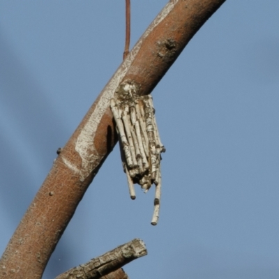 Clania ignobilis (Faggot Case Moth) at Michelago, NSW - 19 Nov 2020 by Illilanga