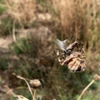 Araneinae (subfamily) (Orb weaver) at Namadgi National Park - 11 Mar 2021 by KMcCue