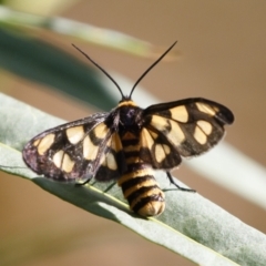 Amata (genus) (Handmaiden Moth) at Michelago, NSW - 31 Jan 2021 by Illilanga