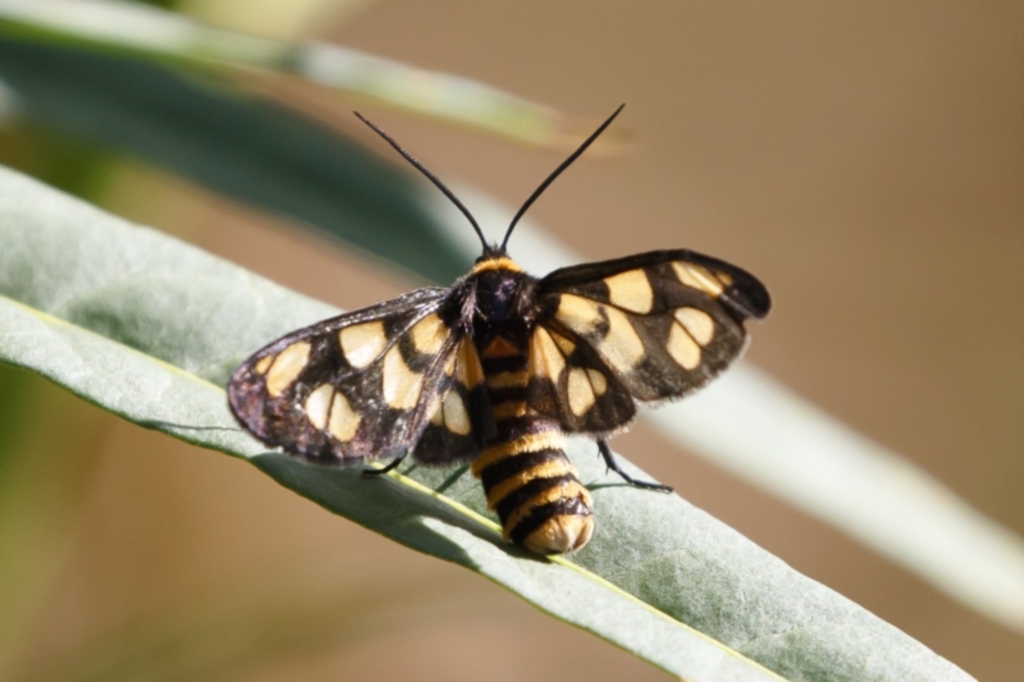 Amata (genus) at Michelago, NSW - 31 Jan 2021