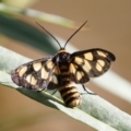 Amata (genus) at Michelago, NSW - 30 Jan 2021