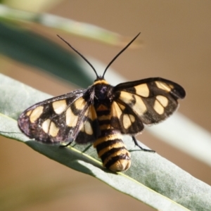 Amata (genus) at Michelago, NSW - 31 Jan 2021
